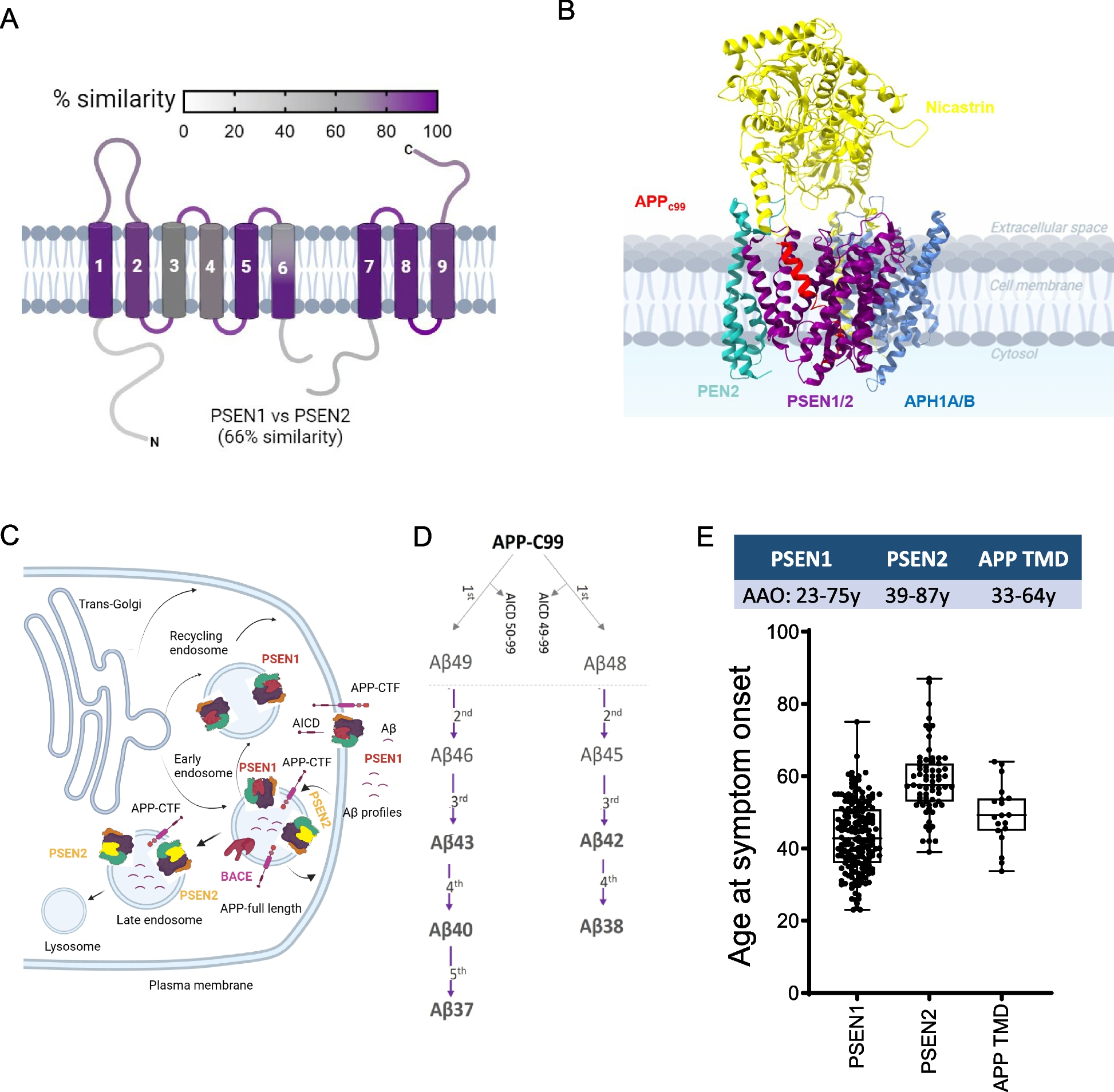 Spectrum of γ-Secretase dysfunction as a unifying predictor of ADAD age at onset across PSEN1, PSEN2 and APP causal genes