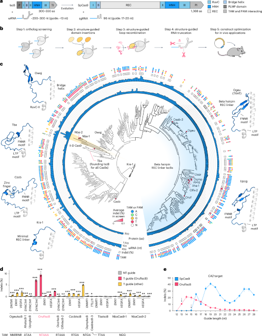 Evolution-guided protein design of IscB for persistent epigenome editing in vivo