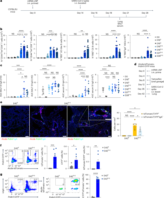 Mucosal unadjuvanted booster vaccines elicit local IgA responses by conversion of pre-existing immunity in mice