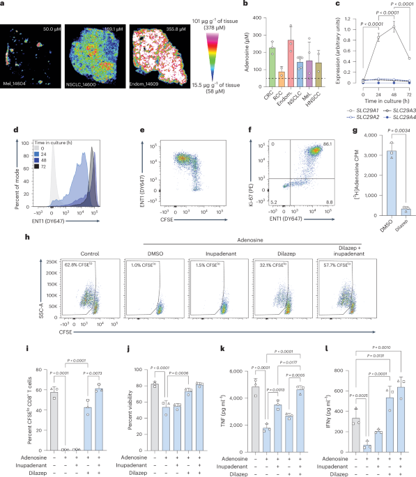 Inhibition of ENT1 relieves intracellular adenosine-mediated T cell suppression in cancer
