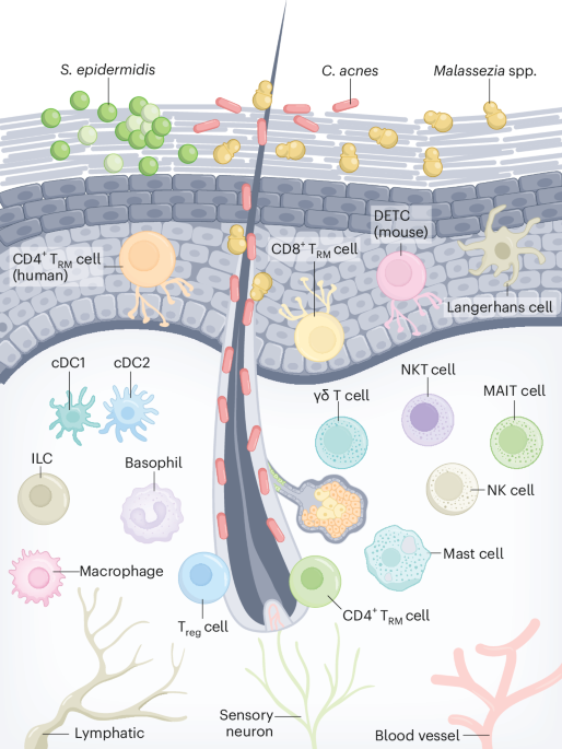 Cutaneous T cell immunity
