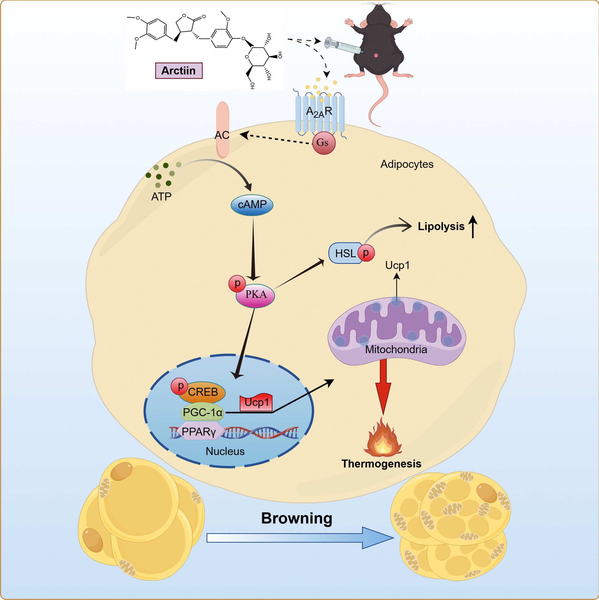Arctiin, a lignan compound, enhances adipose tissue browning and energy expenditure by activating the adenosine A2A receptor