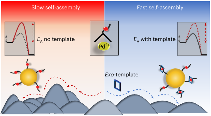 Exo-templating via pseudorotaxane formation reduces pathway complexity in the multicomponent self-assembly of M12L24 nanospheres