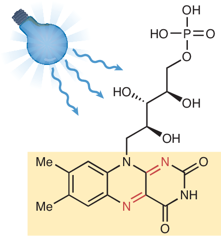 Shining light on flavin mononucleotide