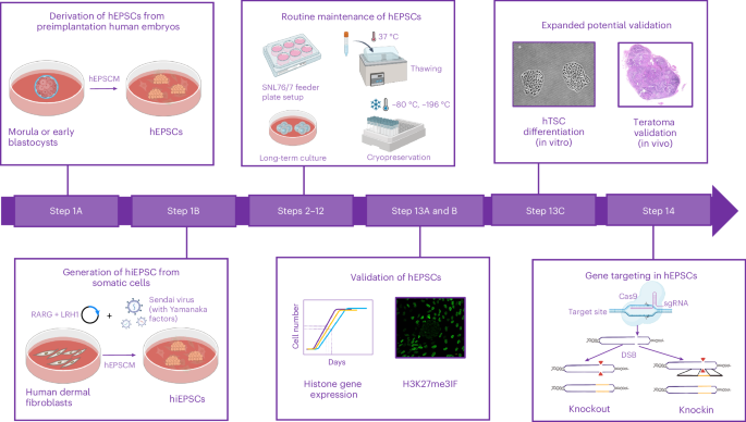 Establishment of human expanded potential stem cell lines via preimplantation embryo cultivation and somatic cell reprogramming