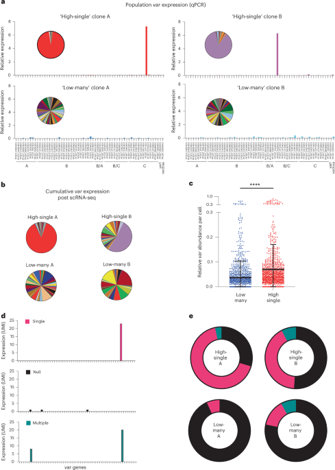 scRNA-seq reveals transcriptional plasticity of var gene expression in Plasmodium falciparum for host immune avoidance