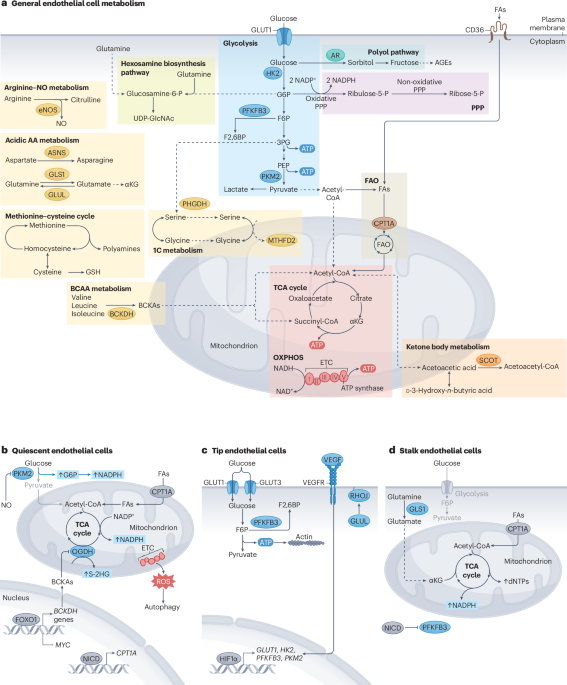Endothelial cell metabolism in cardiovascular physiology and disease