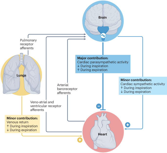 Redefining respiratory sinus arrhythmia as respiratory heart rate variability: an international Expert Recommendation for terminological clarity