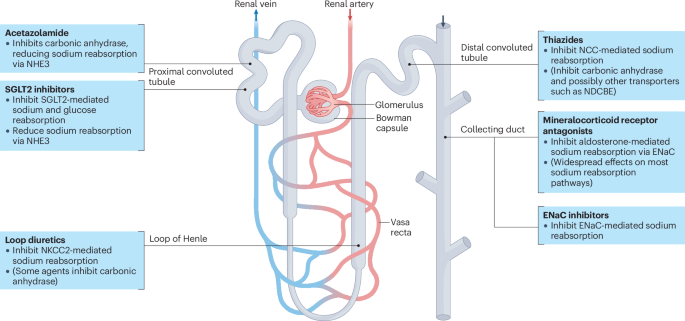 Decongestion in heart failure: medical and device therapies
