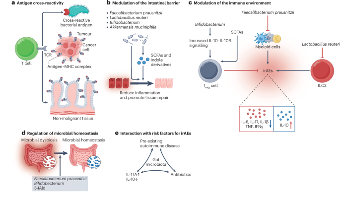 Roles of the gut microbiota in immune-related adverse events: mechanisms and therapeutic intervention