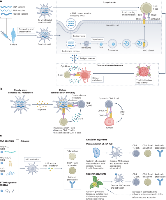 Recent advances in therapeutic cancer vaccines