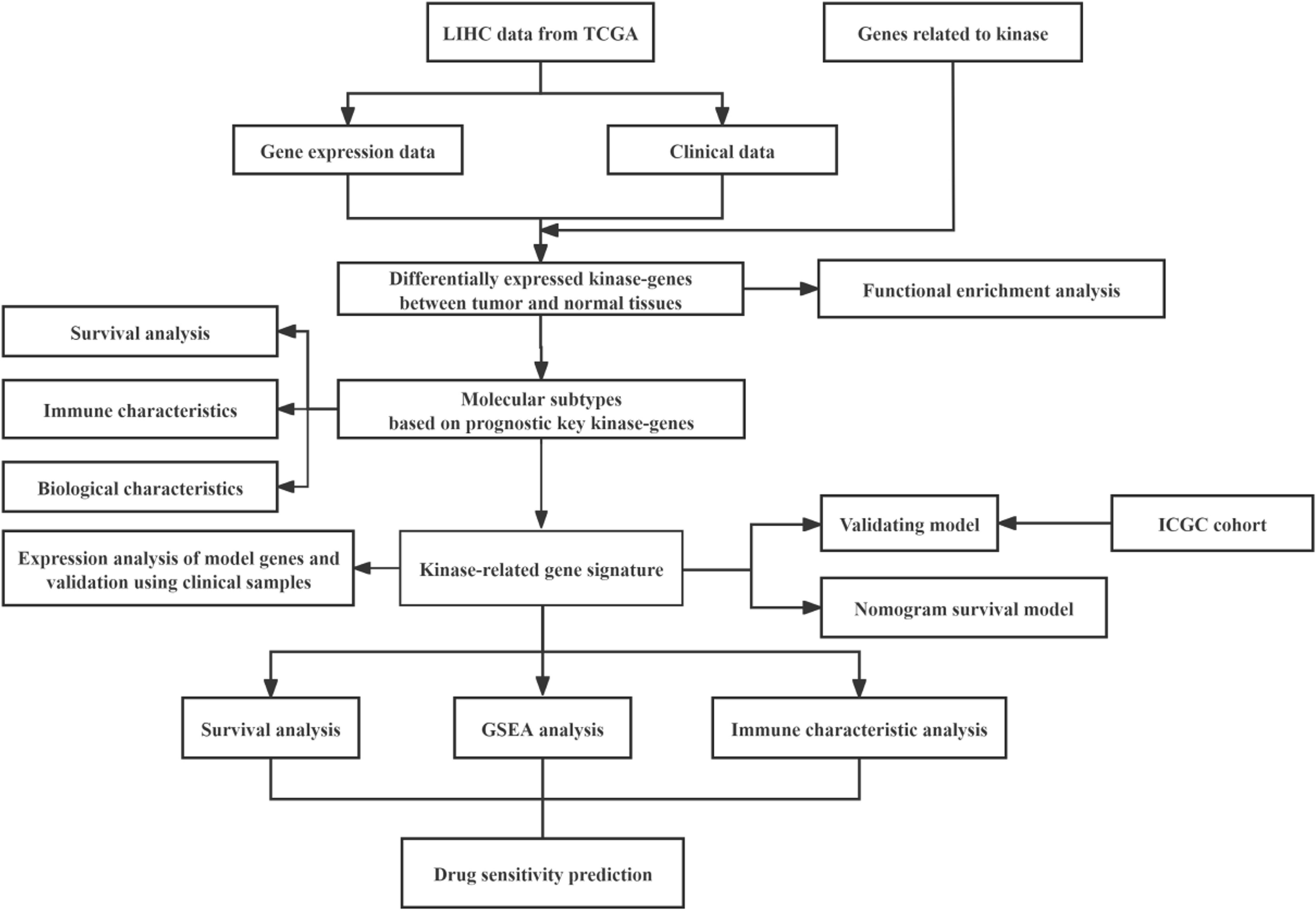 Identification and validation a novel kinase-related gene signature for predicting prognosis and responsiveness to immunotherapy in hepatocellular carcinoma