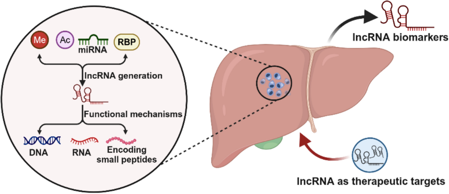 Dynamic role of long noncoding RNA in liver diseases: pathogenesis and diagnostic aspects