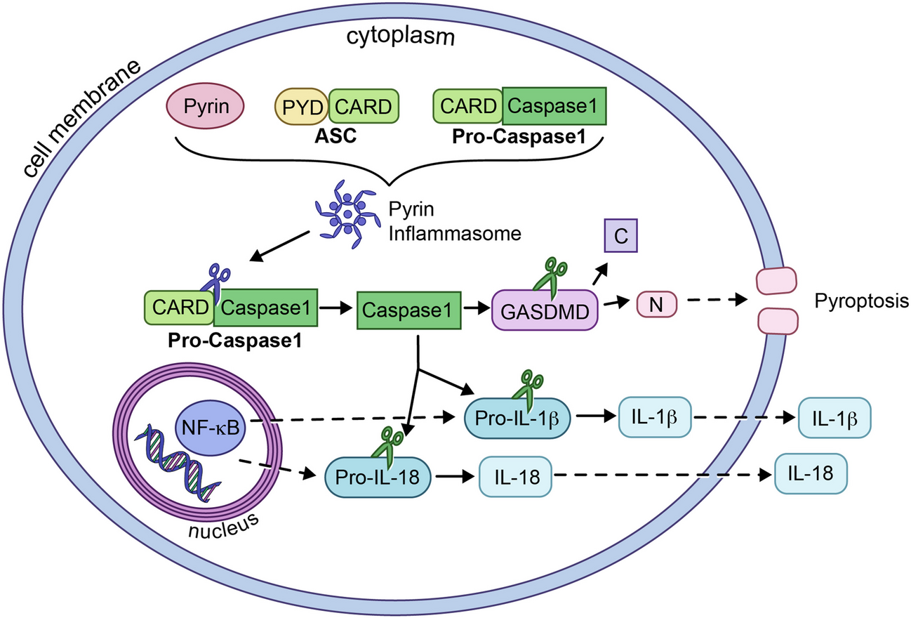 Pediatric Systemic Autoinflammatory Disorders: An Overview