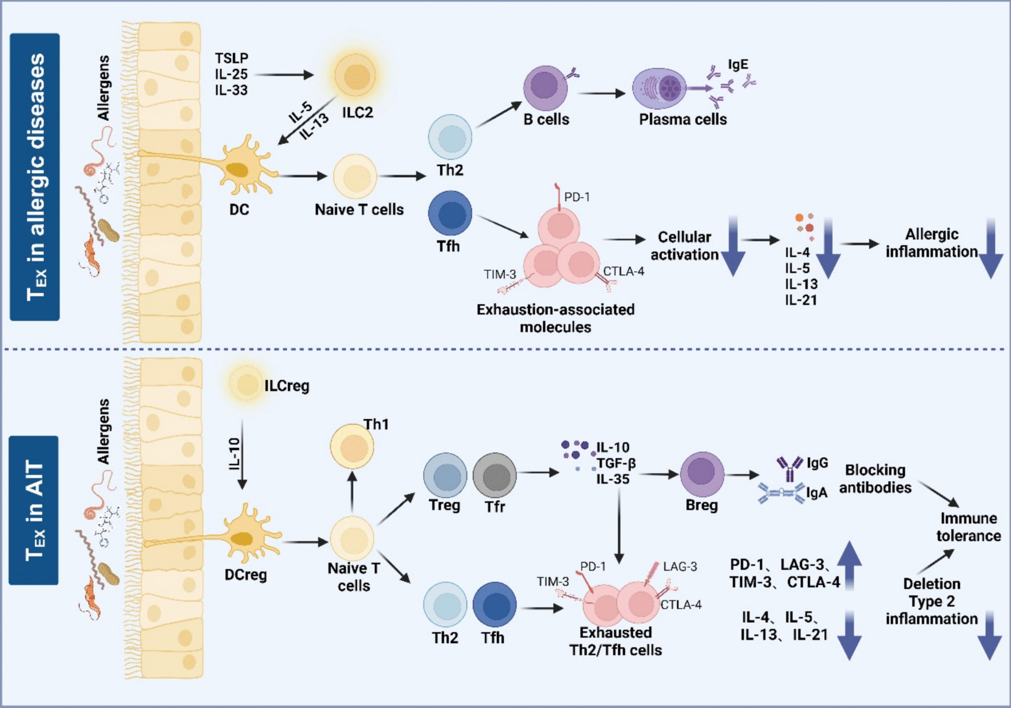 T Cell Exhaustion in Allergic Diseases and Allergen Immunotherapy: A Novel Biomarker?