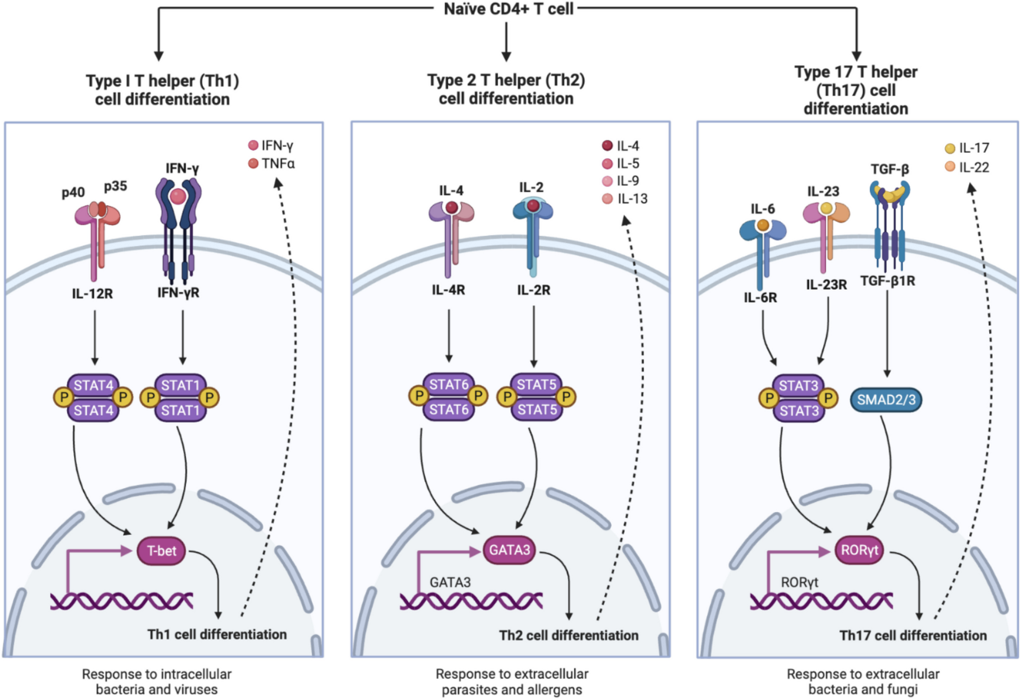 Hyper IgE Syndrome: Bridging the Gap Between Immunodeficiency, Atopy, and Allergic Diseases