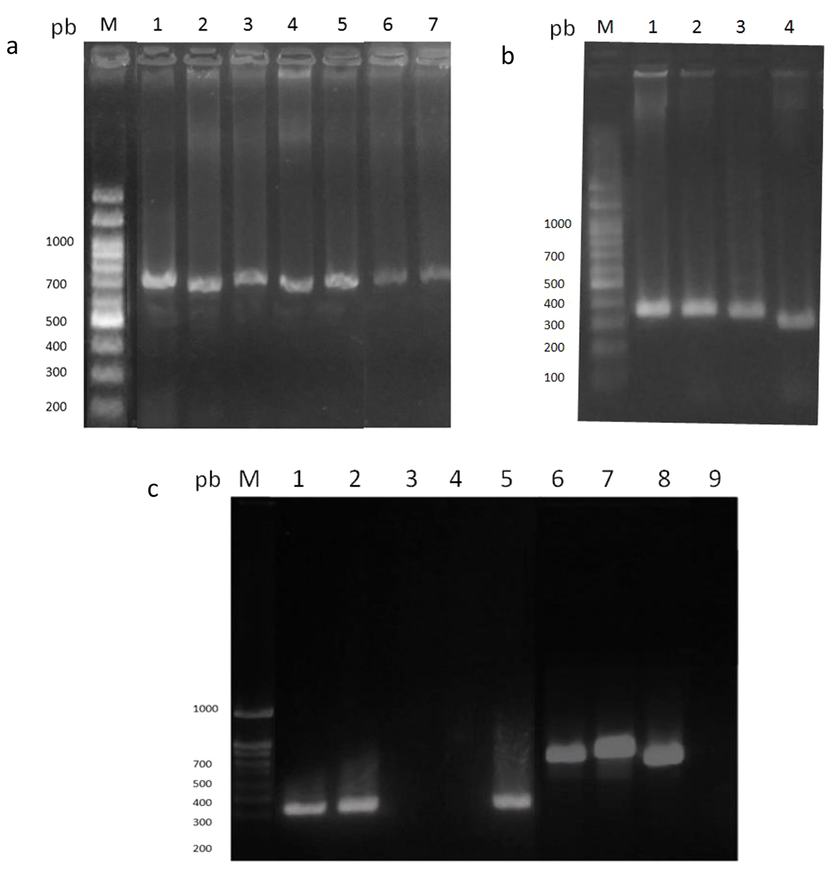 Employment of E gene as molecular marker for the traceability of Gram negative phosphate solubilizing bacteria associated to plants