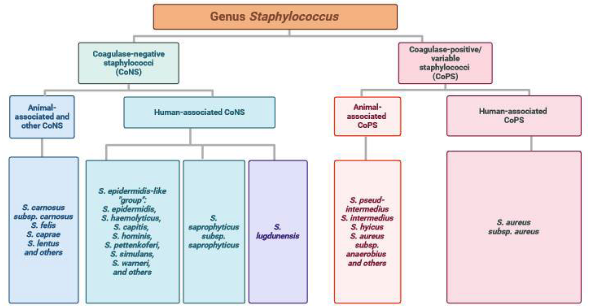 Comparative genome wise analysis of codon usage of  Genus