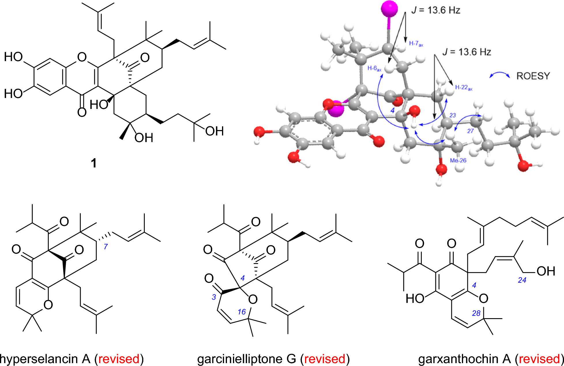 Polyprenylated acylphloroglucinols from  species and structural revision of seven analogues