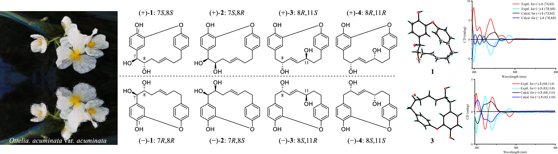 Enantiomeric diarylheptanoids from   var.  and their -glucosidase inhibitory activity