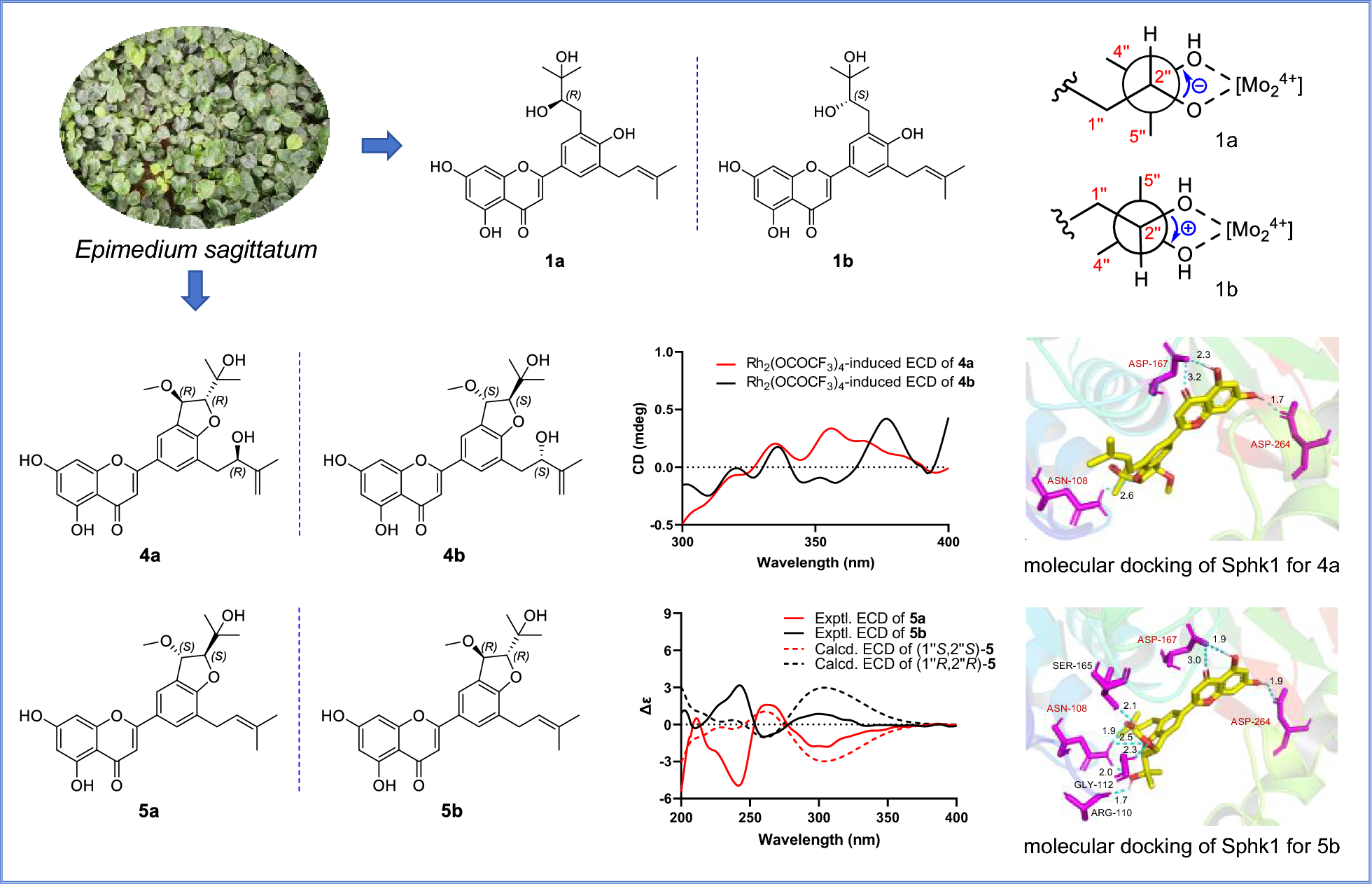 Six pairs of enantiomeric prenylated flavonoids with cytotoxic activities from  Maxim