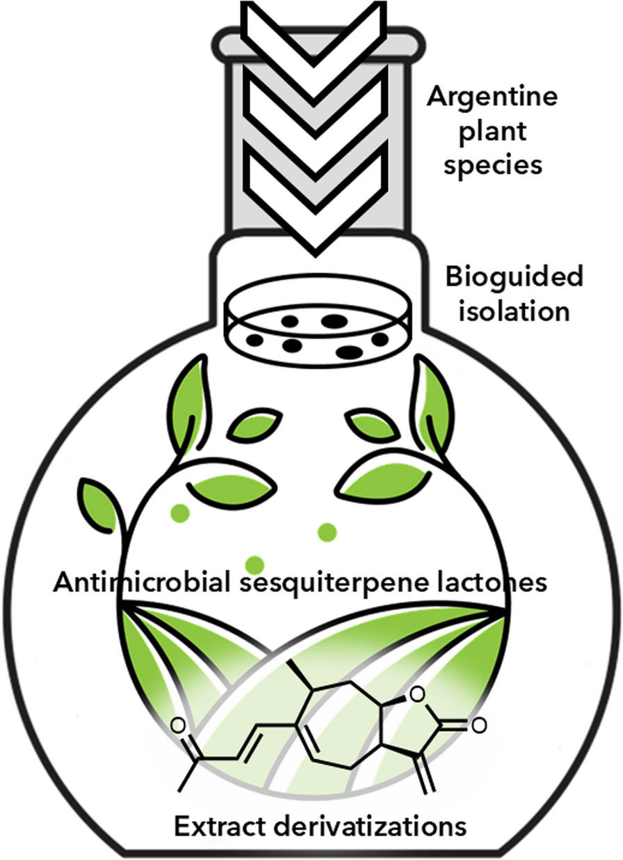 Rational search for natural antimicrobial compounds: relevance of sesquiterpene lactones