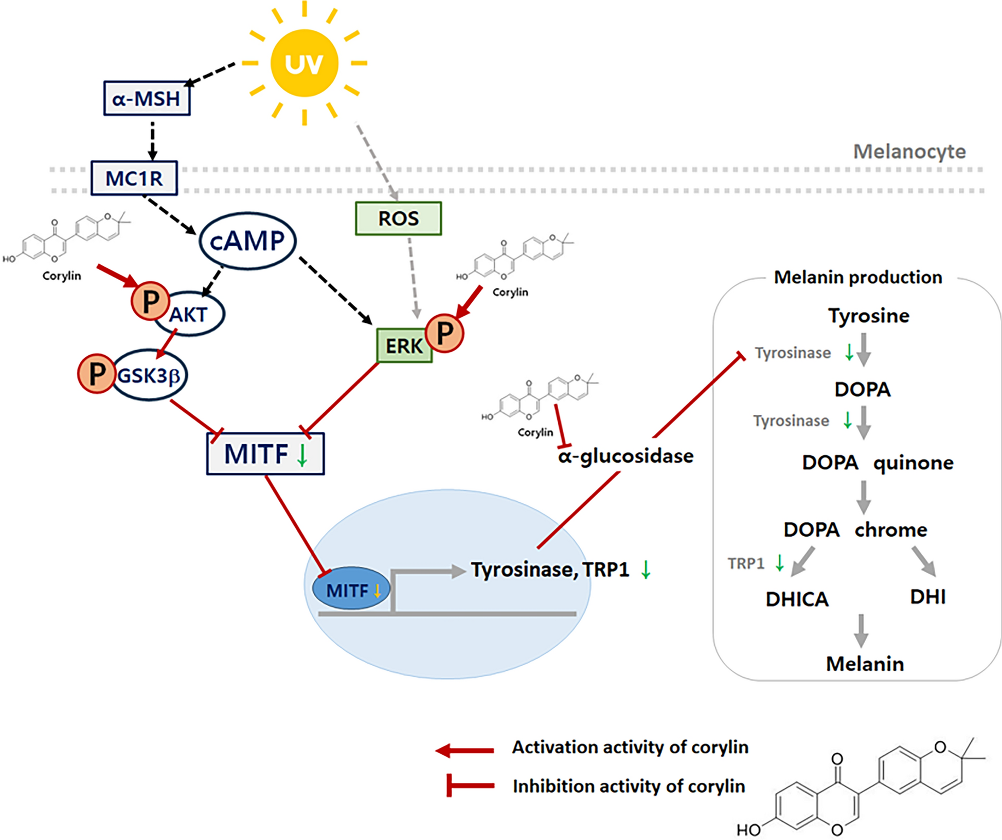 Inhibitory effects of corylin derived from aerial part of  on melanin synthesis and potential applications in skin whitening and photoaging management