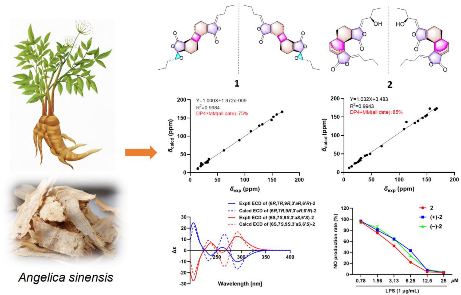 Phthalide mono- and dimers from the rhizomes of  and their anti-inflammatory activities