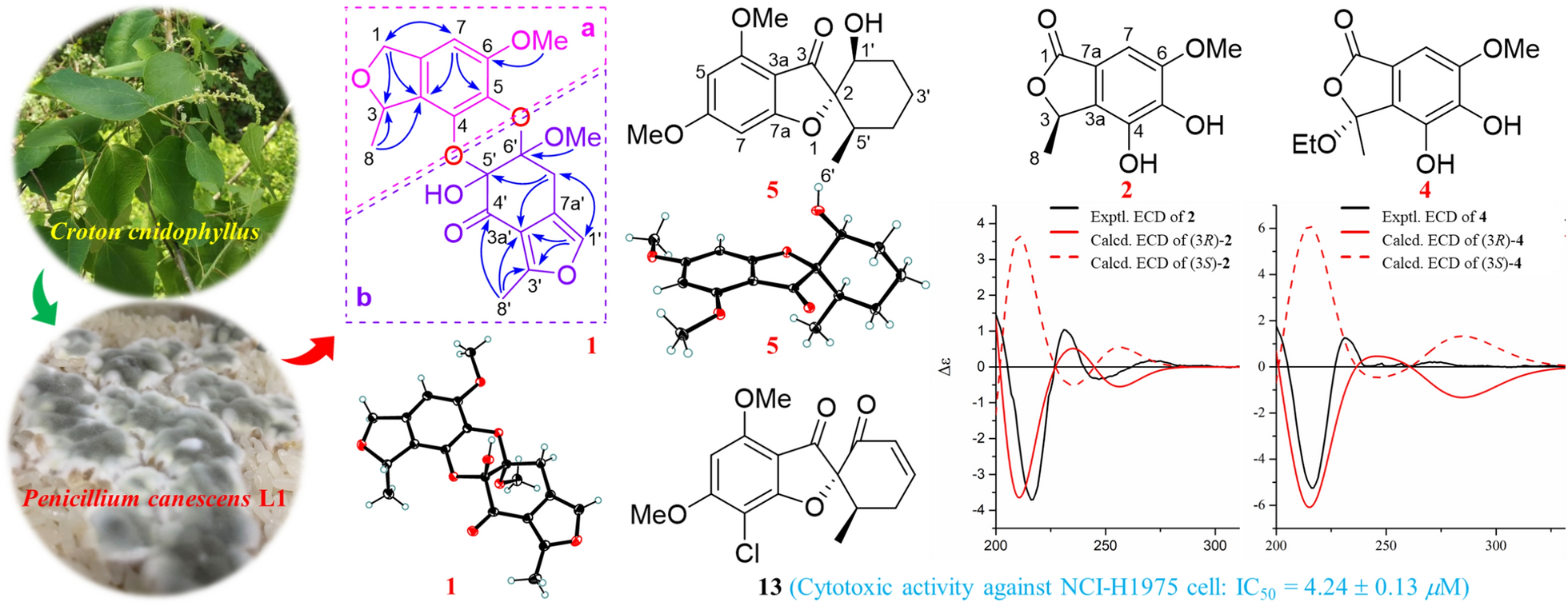 Structurally diverse polyketides and alkaloids produced by a plant-derived fungus  L1