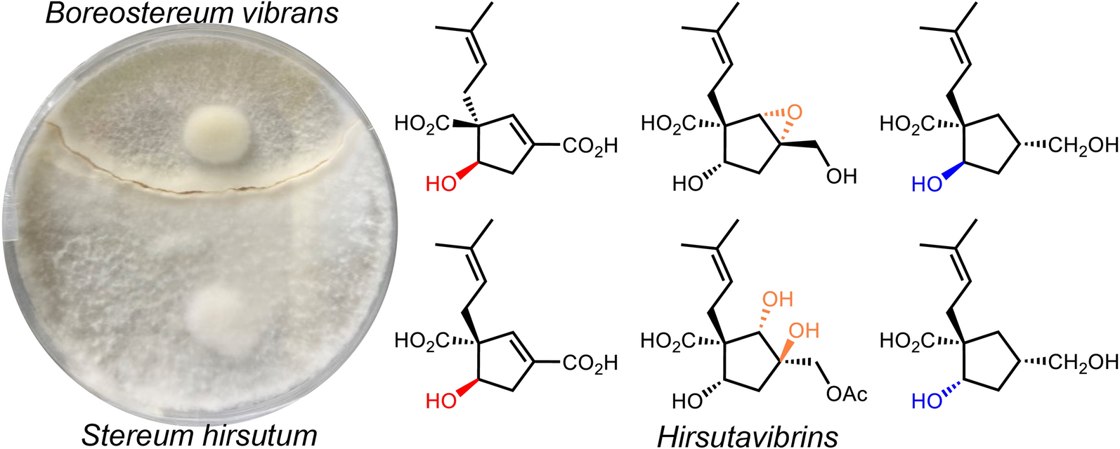 Vibralactone derivatives isolated from co-cultures of the basidiomycetes  and