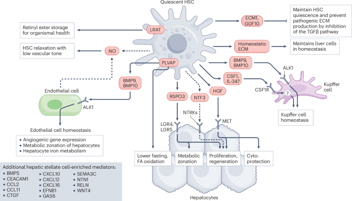 Hepatic stellate cells: balancing homeostasis, hepatoprotection and fibrogenesis in health and disease