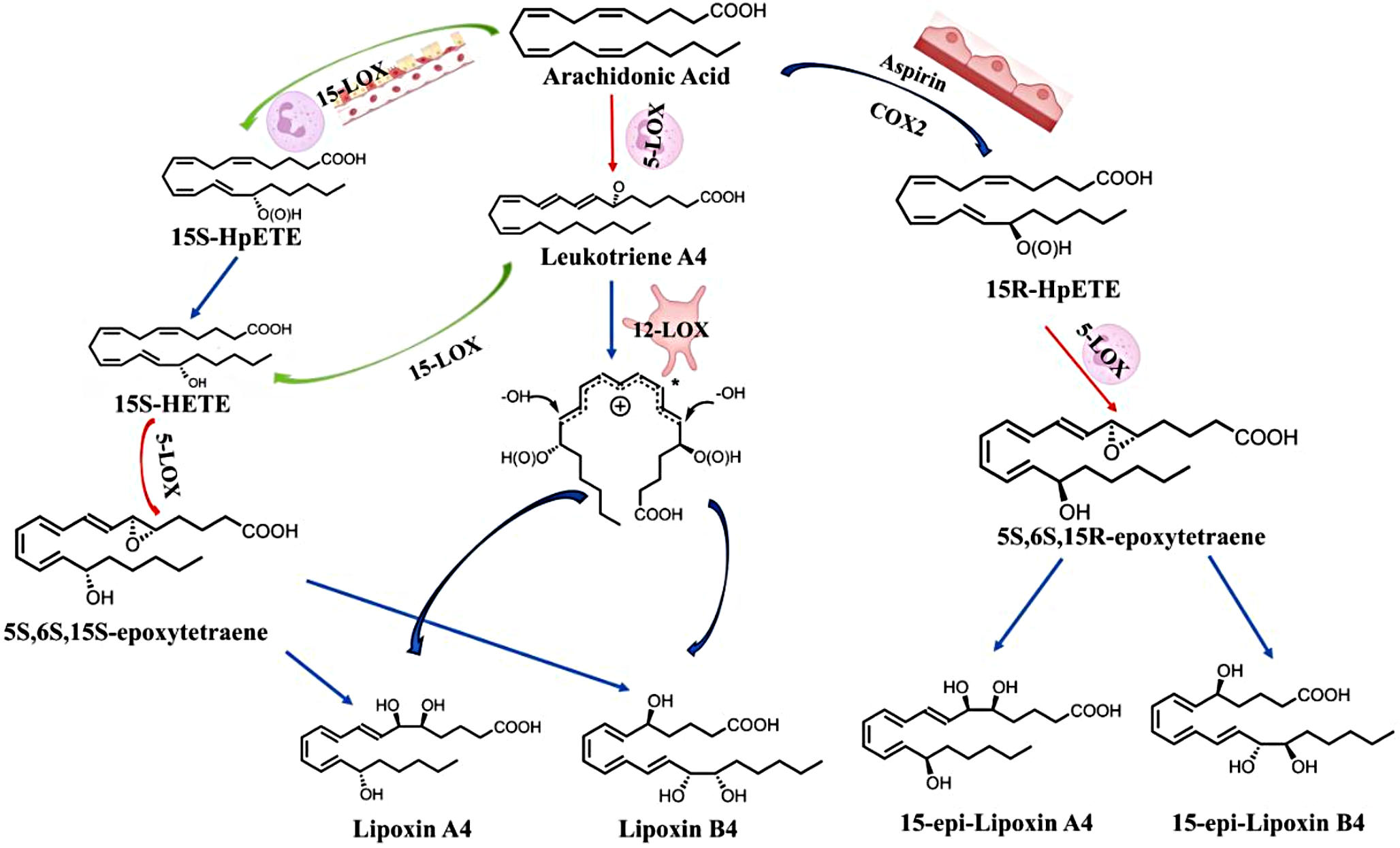 Anti-Inflammatory Lipid Mediators from Polyunsaturated Fatty Acids: Insights into their Role in Atherosclerosis Microenvironments