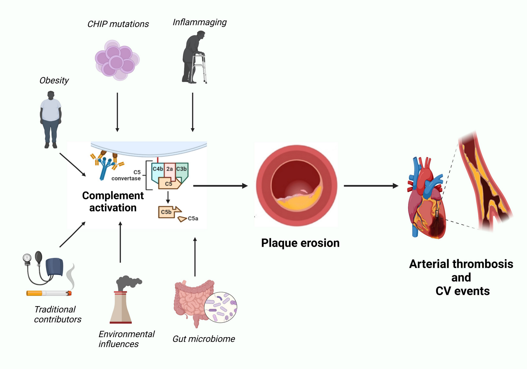 Inflammation-Driven Plaque Erosion in Atherosclerosis: A Focus on Complement System Pathways