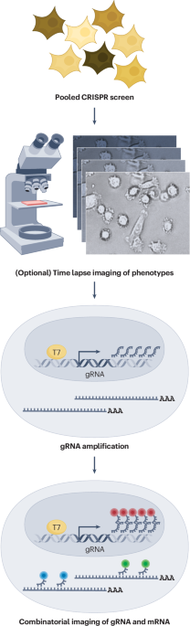 Investigating spatial gene circuits and gene–phenotype mechanisms with Perturb-FISH