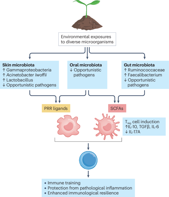 Can we improve immune health by restoring microbial biodiversity?