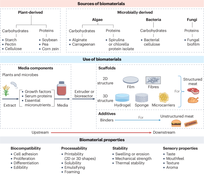 Biomaterials in cellular agriculture and plant-based foods for the future