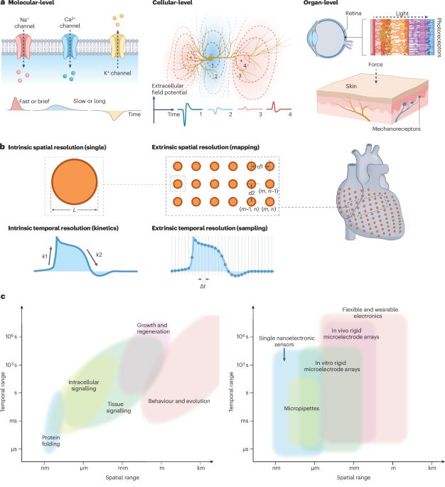 Materials and device strategies to enhance spatiotemporal resolution in bioelectronics