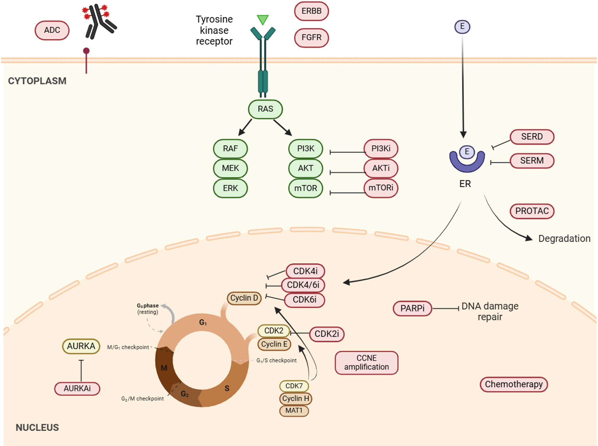 Management of Metastatic Hormone Receptor-Positive Breast Cancer Beyond CDK4/6 Inhibitors