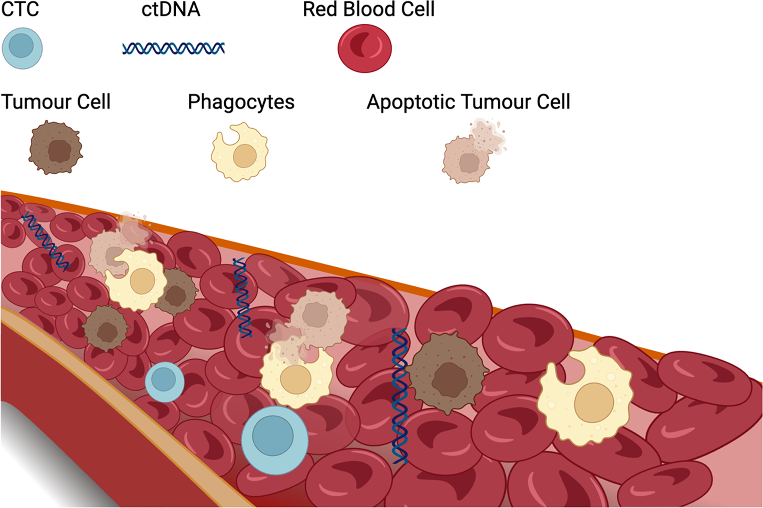 Liquid Biopsy in Hepatocellular Carcinoma: ctDNA as a Potential Biomarker for Diagnosis and Prognosis