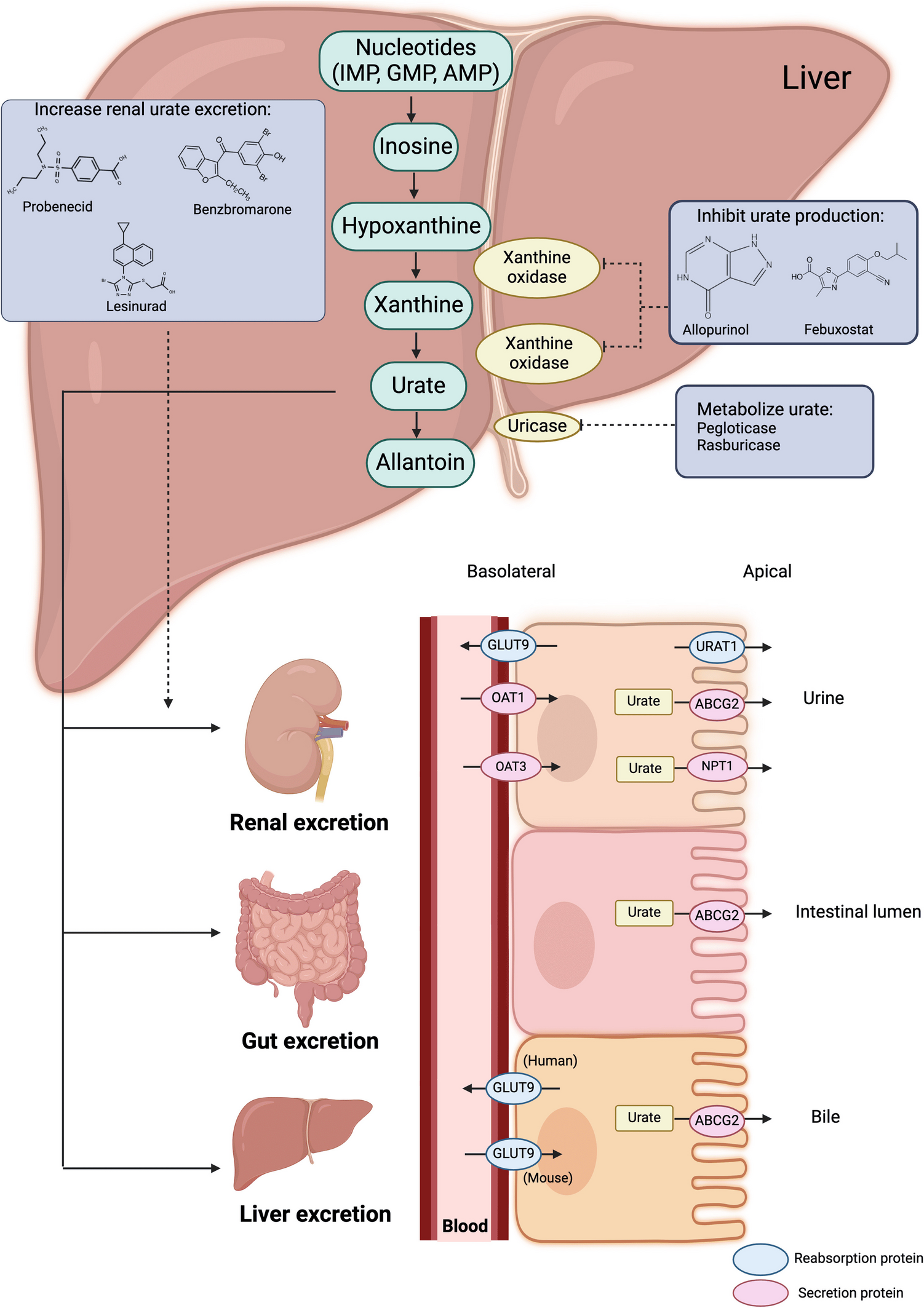 Linking Hyperuricemia to Cancer: Emerging Evidence on Risk and Progression