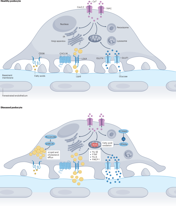 The intelligent podocyte: sensing and responding to a complex microenvironment