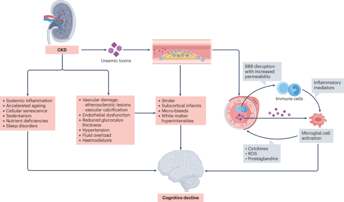 Drivers and mechanisms of cognitive decline in chronic kidney disease