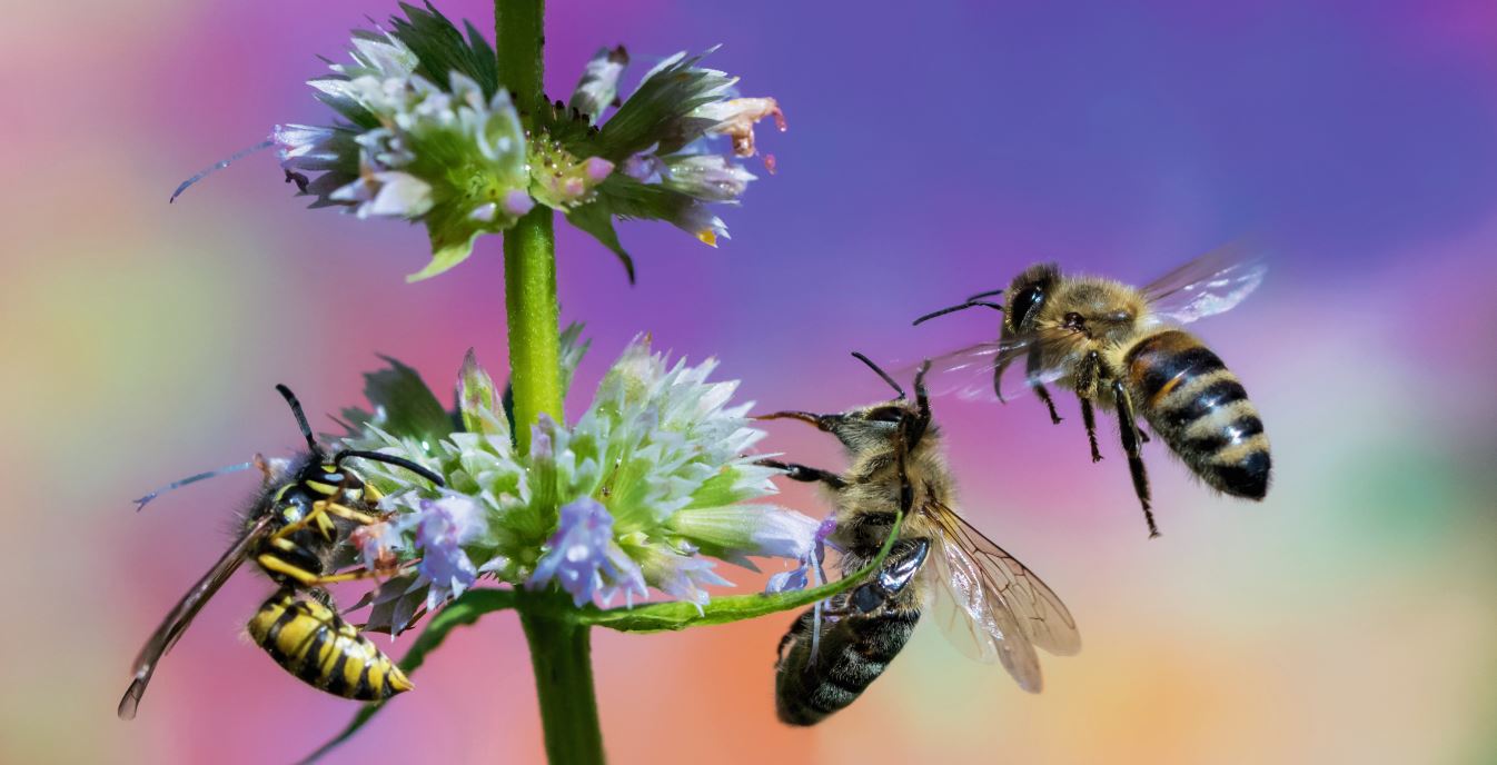 Das Potenzial der Immuntherapie bei Insektengiftallergie