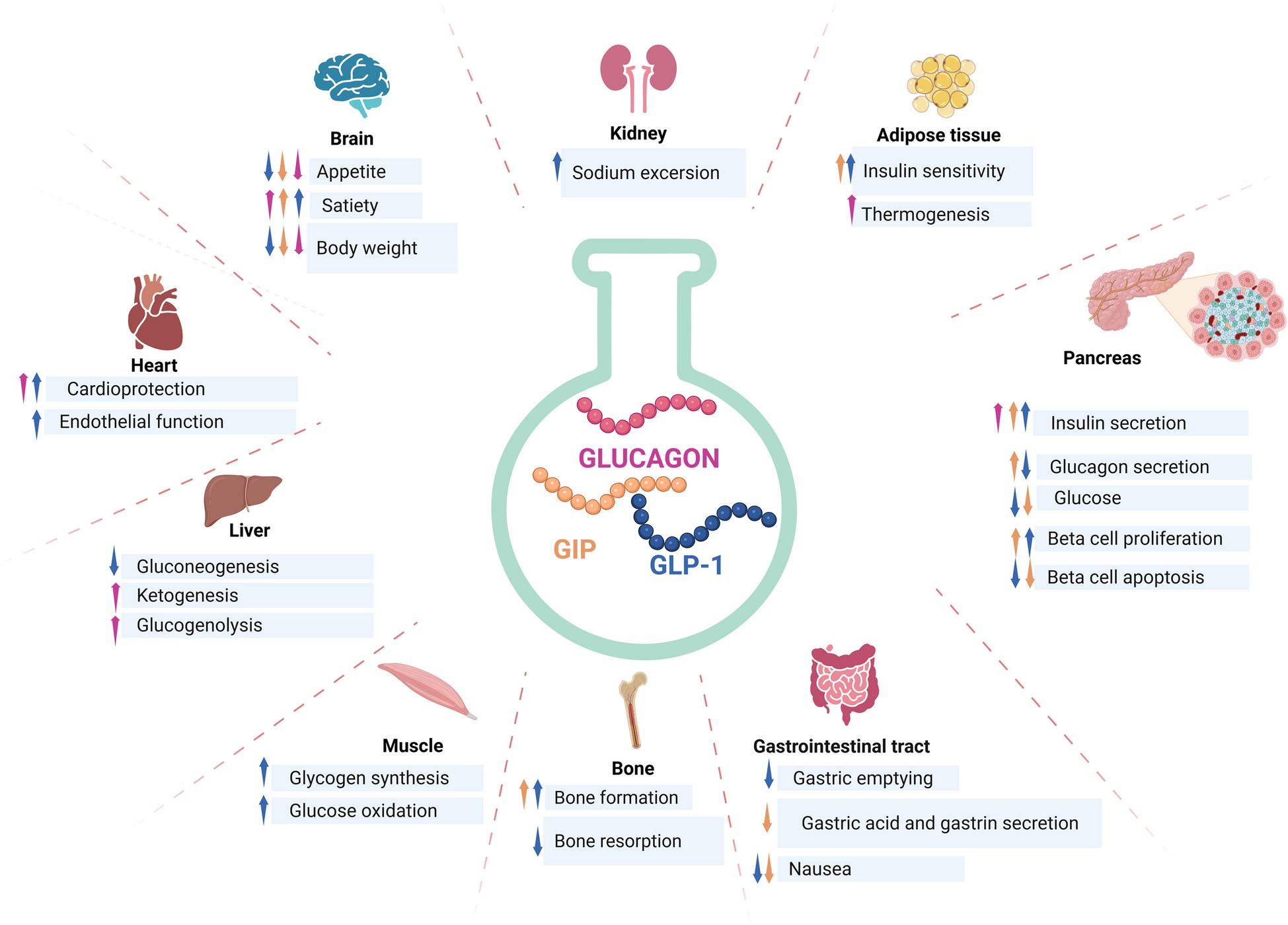 Dual and Triple Gut Peptide Agonists on the Horizon for the Treatment of Type 2 Diabetes and Obesity. An Overview of Preclinical and Clinical Data