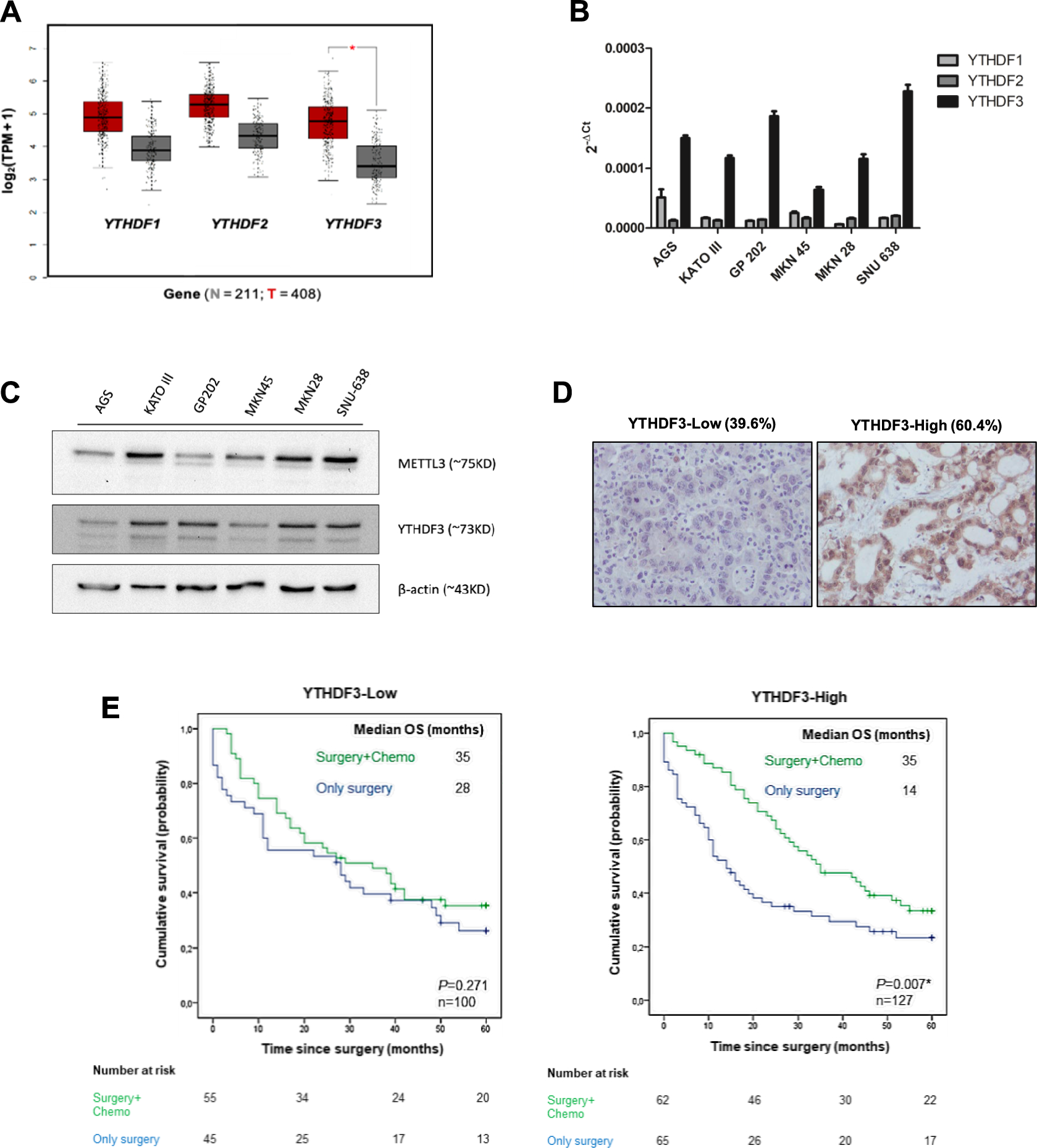 The RNA-binding protein YTHDF3 affects gastric cancer cell migration and response to paclitaxel by regulating EZRIN