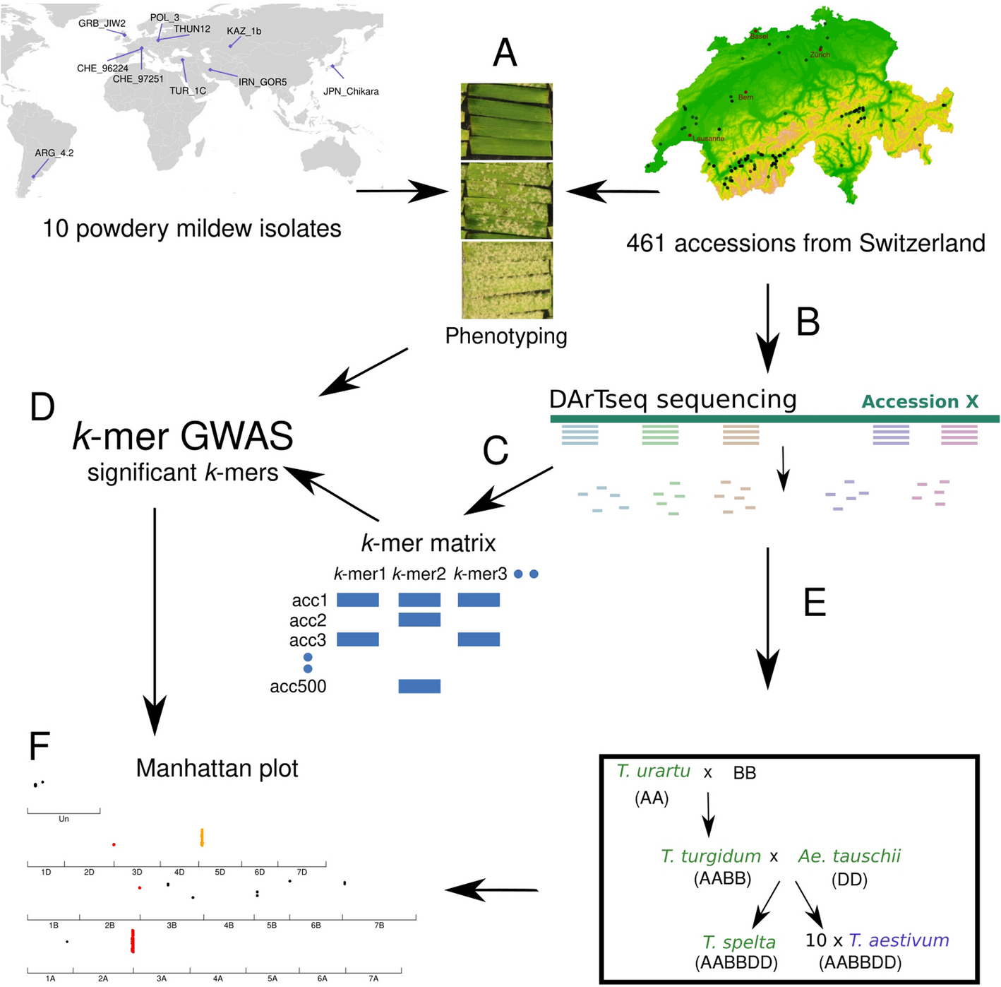 k-mer-based GWAS in a wheat collection reveals novel and diverse sources of powdery mildew resistance
