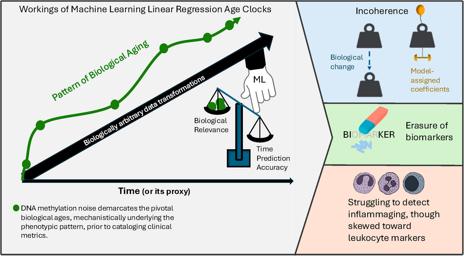 Misalignment of age clocks