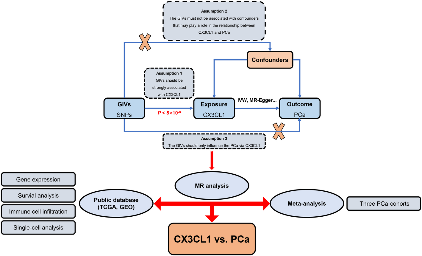Exploring the causal relationship between CX3CL1 and prostate cancer prognosis using Mendelian randomization