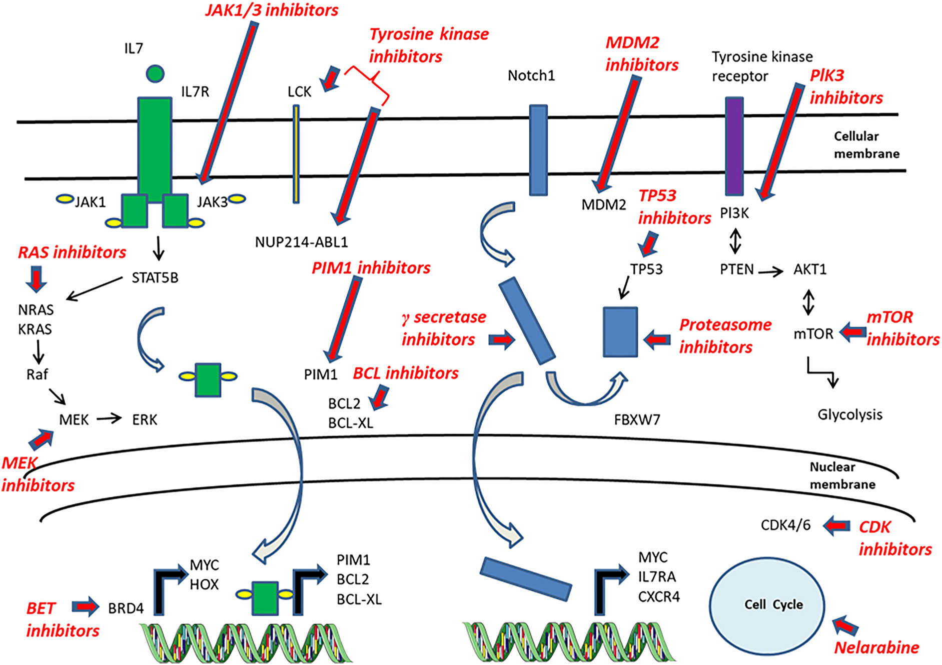 Promising Drugs Targeting Specific Mechanisms of Deregulation in T Cell Lineage Acute Lymphoblastic Leukemia