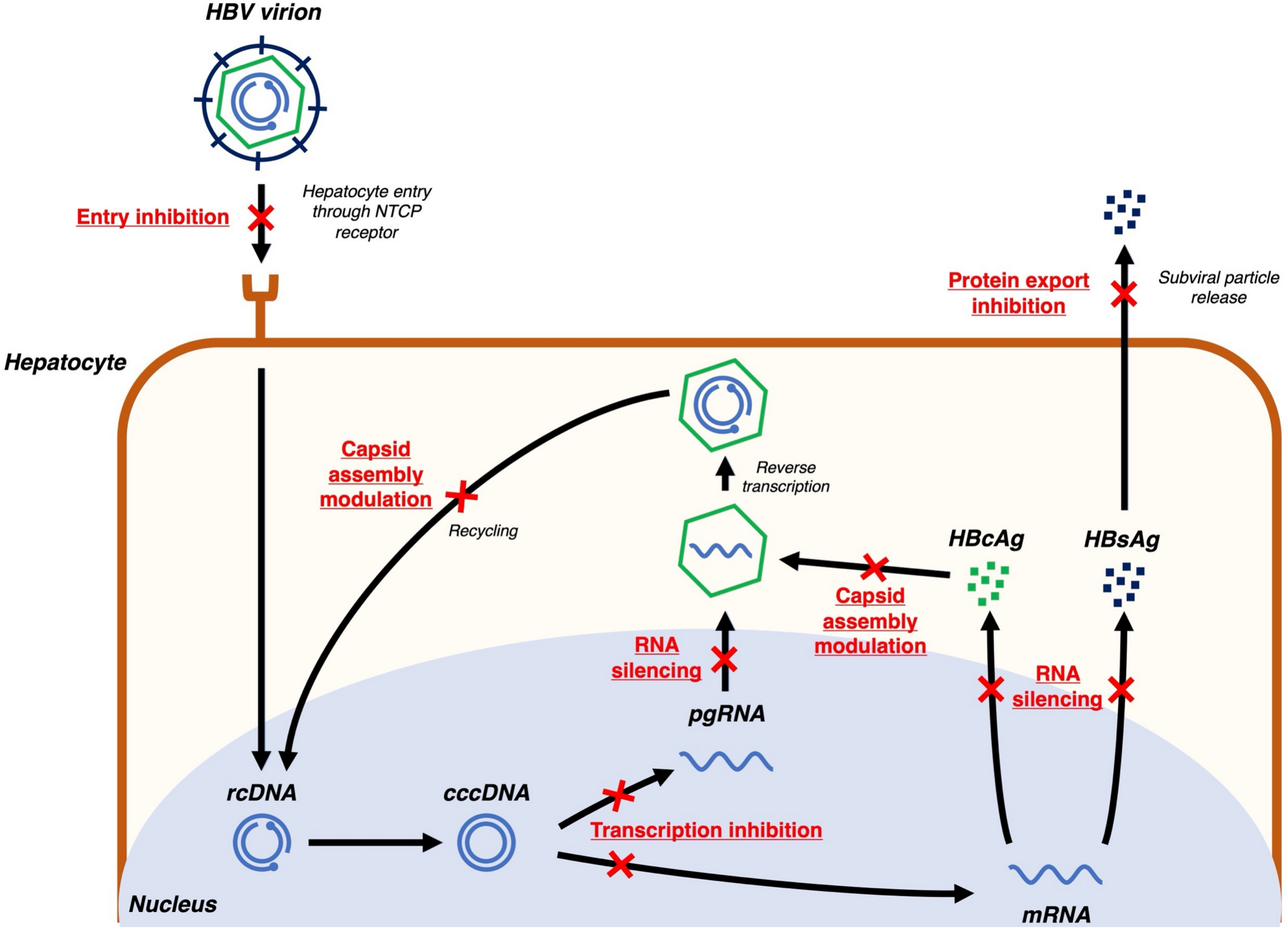 Emerging therapies for HBsAg seroclearance: spotlight on novel combination strategies